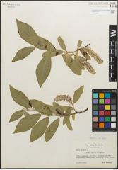 Foto von Salix glauca L.